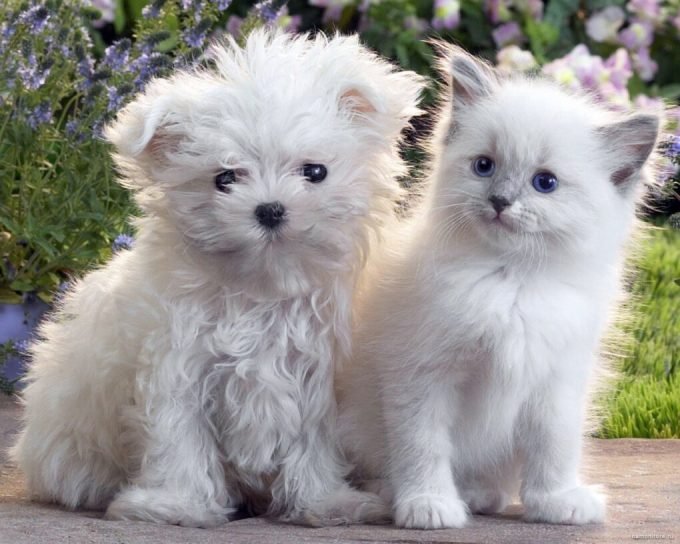 Зоомагазин «Сытая морда» в ТЦ Лимон