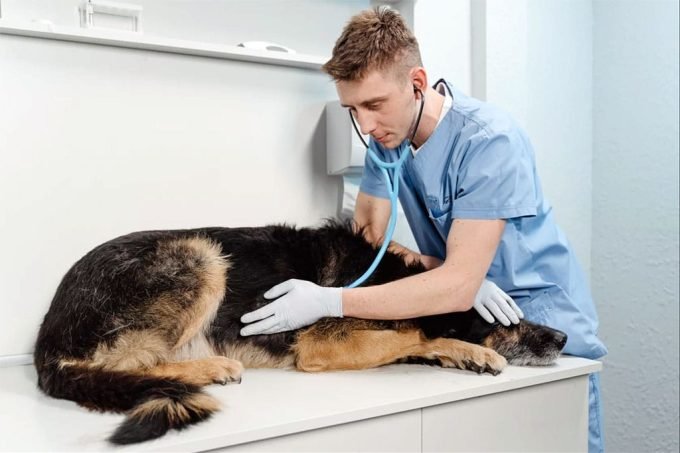 Міська клініка дрібних тварин