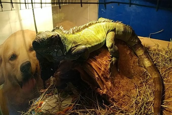 Міська клініка дрібних тварин